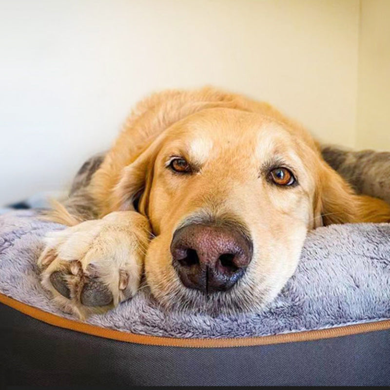 Modern Minimalist Rectangular Memory Foam Velvet Polyester Fiber Orthopedic Pet Dog Bed With Washable Cover And Non-Slip Base For Living Room