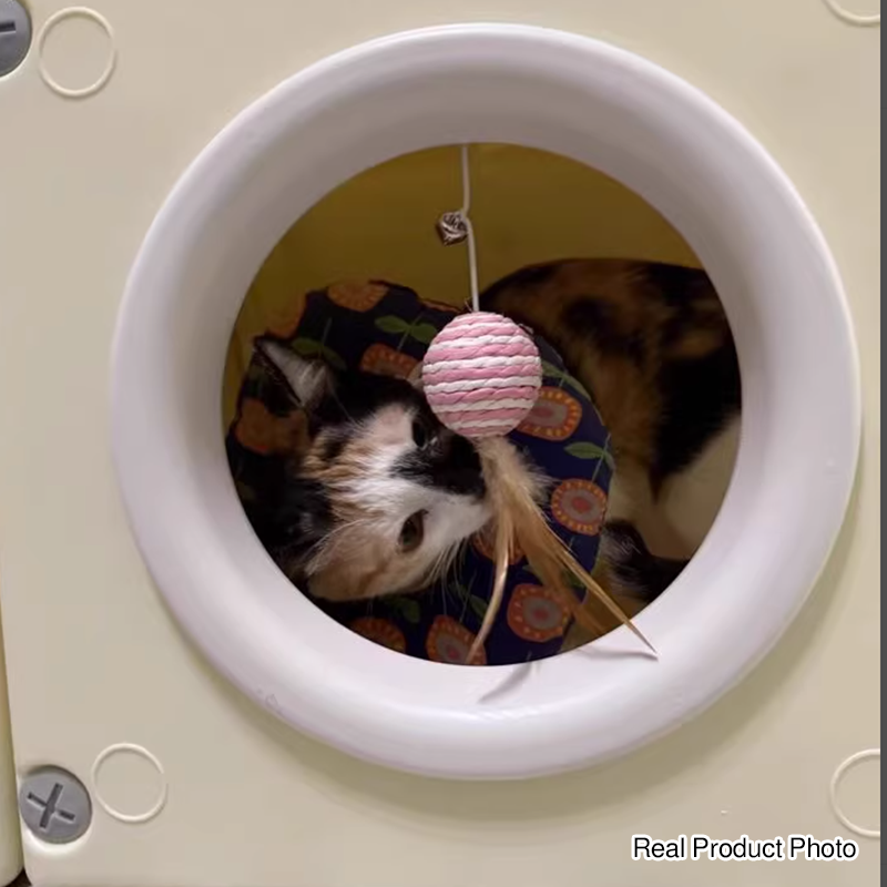 Modern Minimalist Resin PET Square Cat Bed 1-Toy Ball & Interchangeable Design For Living Room & Bedroom